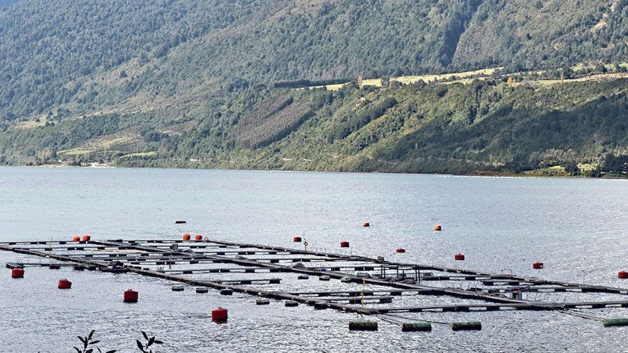 (CIPER Chile) Nuevo escape de salmones en Los Lagos: un problema político