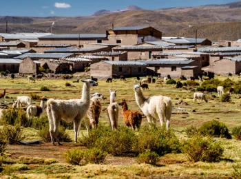 Chile suma dos nuevos sistemas agrícolas FAO: el valor de la articulación territorial. J.L. Romero en Diario Sustentable