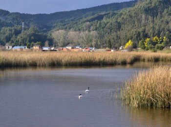 IEUT UC y alcaldesa Amtmann analizan futuro de Valdivia como Ciudad humedal en El Mostrador