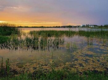 Lo pendiente en protección de humedales rurales. Carolina Rojas Q. en El Mercurio de Valparaíso