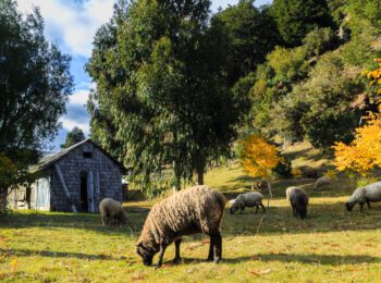 Gobierno de Kast y desafíos de la ruralidad. José Luis Romero en La Segunda